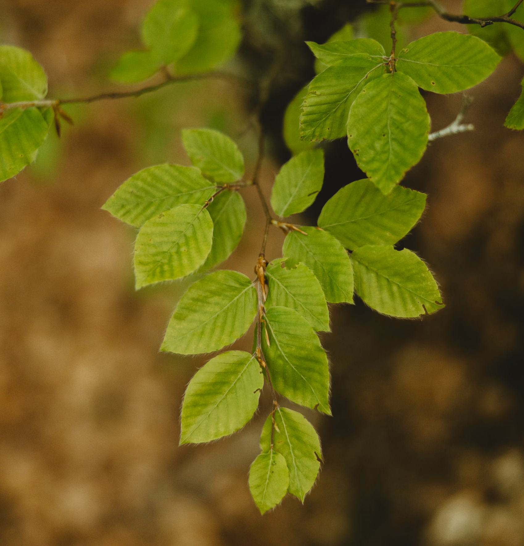 Detalhe de folhas verdes em espaço natural.
